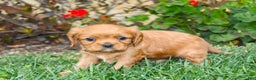 Cavalier King Charles Spaniel dogs for sale: Charlotte - Genetic Tested Parents - Ad 12