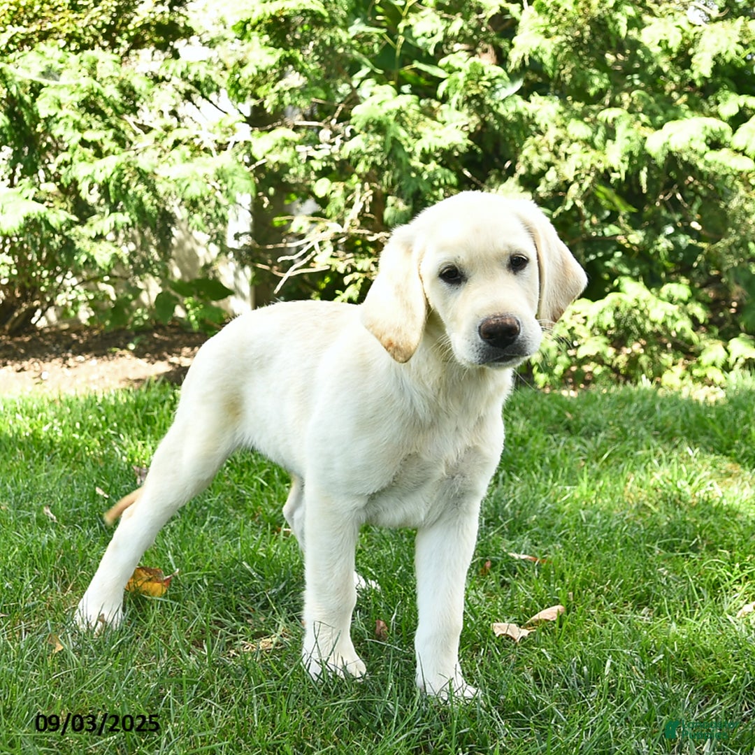 Goldador Adults Goldador Chocolate Labrador Golden Retriever Mix