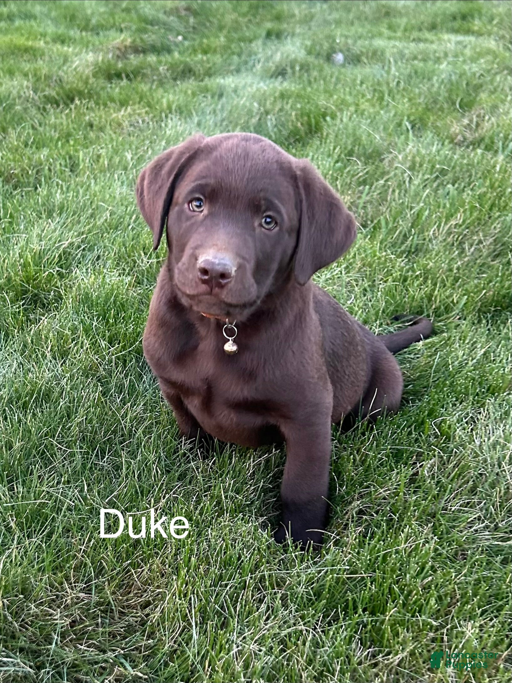 Labrador Retriever dogs Duke Labrador Retriever Puppy  - Ad 2