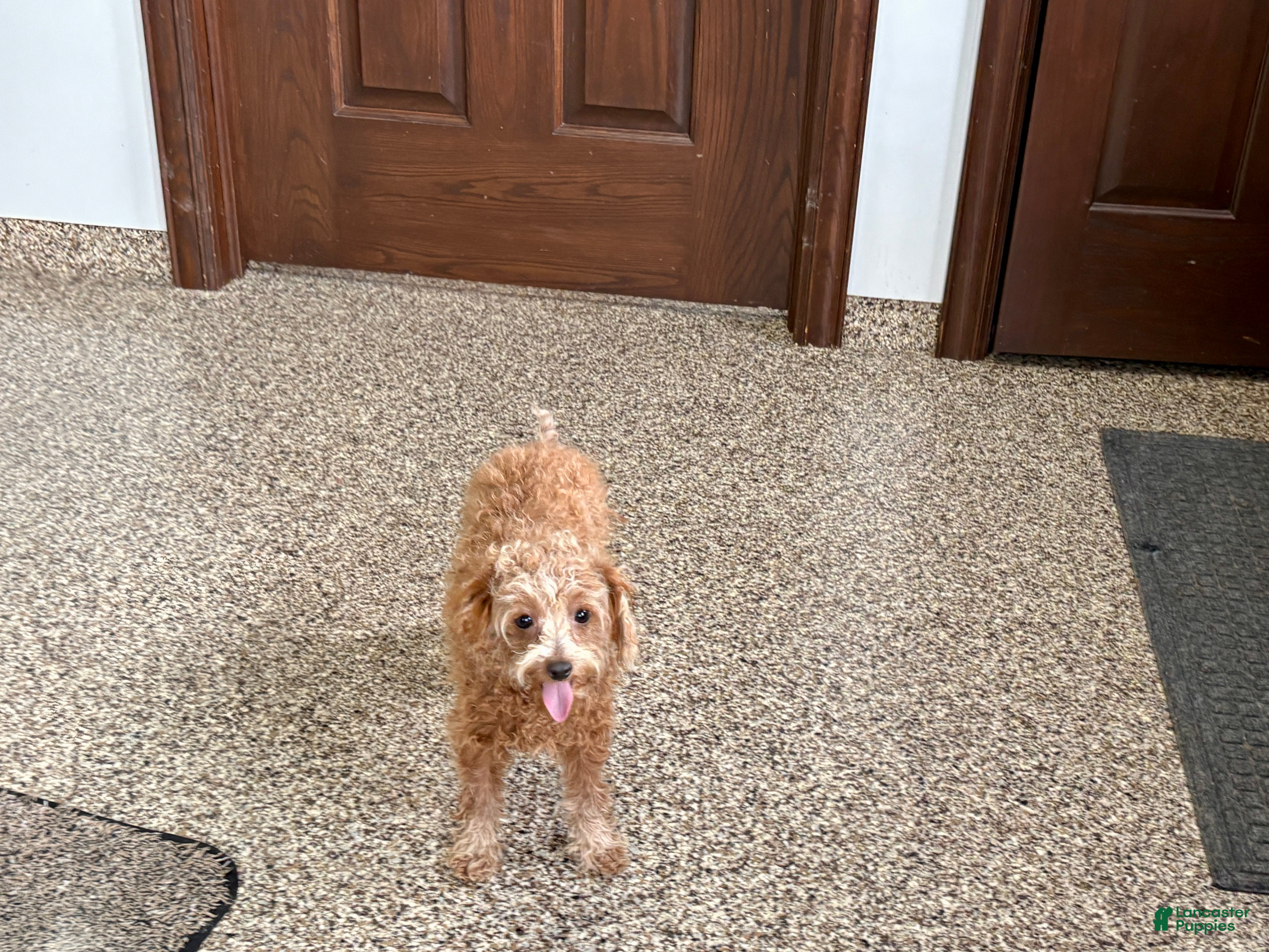 Maltipoo dogs for sale: Red Honey  - Ad 8