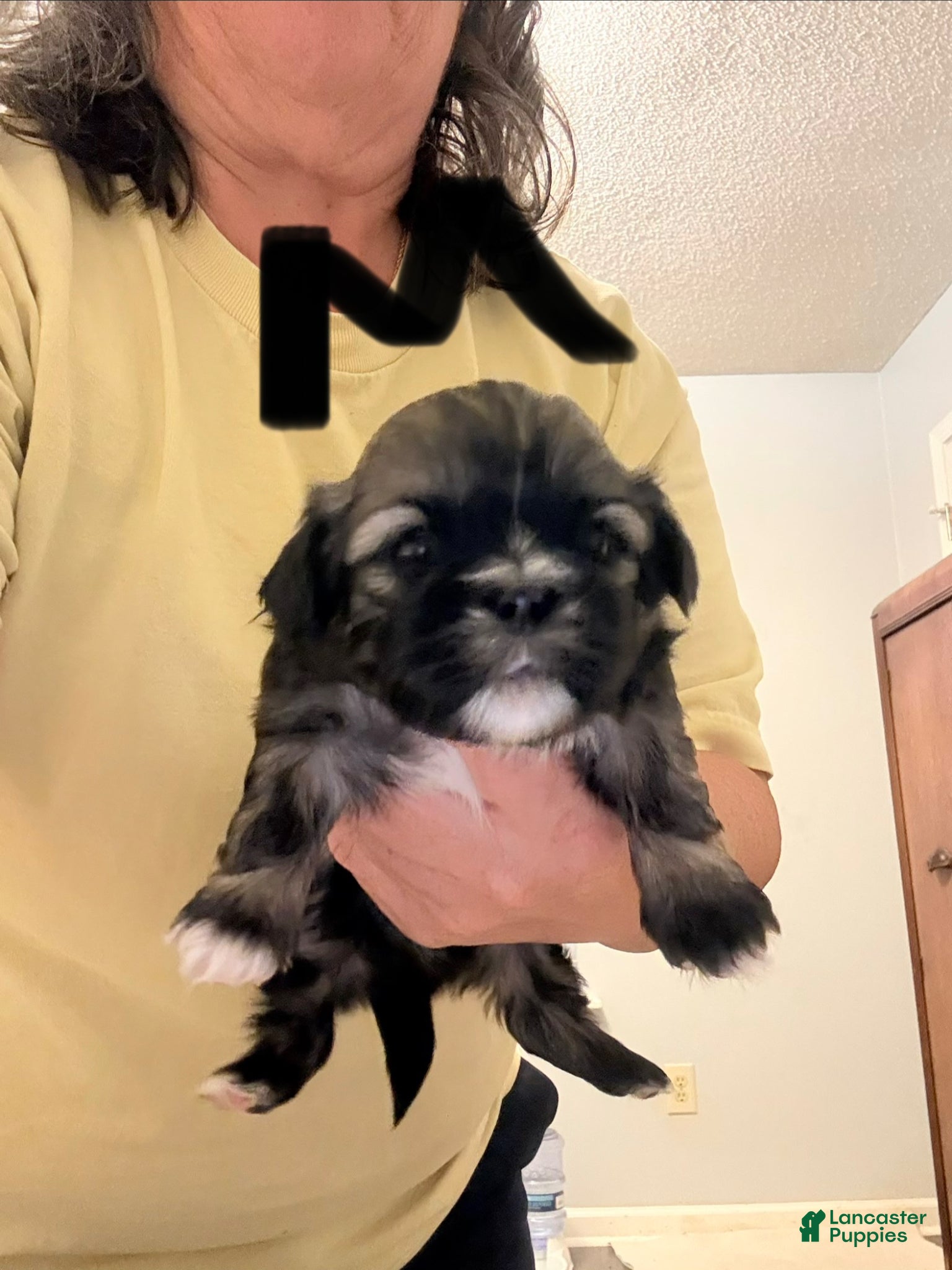 Shih Tzu dogs Shih Tzu Puppy 3 - Ad 6