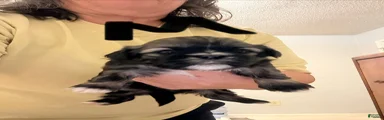 Shih Tzu Puppy 3