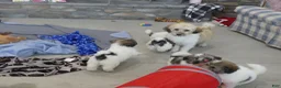 Havanese dogs for sale: DEXTER - Ad 5