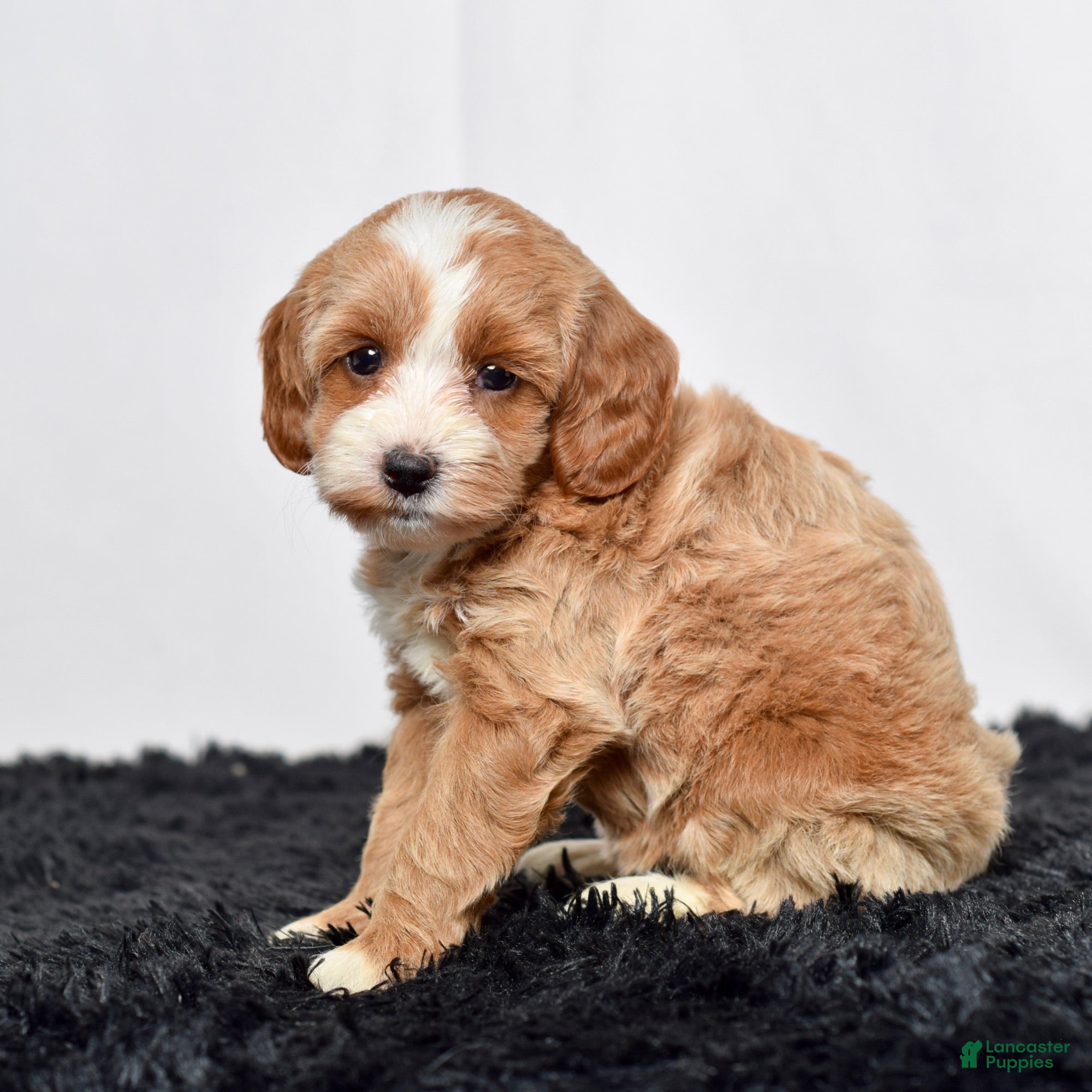 Mini Goldendoodle dogs Ms. Amber - Ad 2