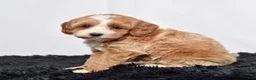 Mini Goldendoodle dogs for sale: Ms. Amber - Ad 2