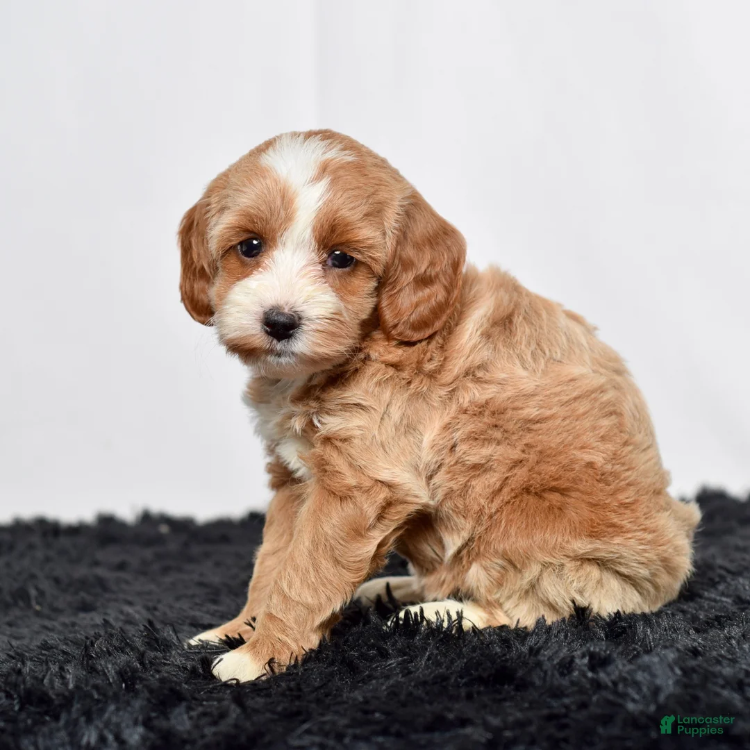 Mini Goldendoodle dogs for sale: Ms. Amber - Ad 2