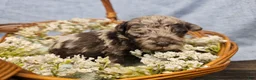 Mini Goldendoodle dogs for sale: Nutmeg - Ad 14