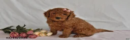 Mini Goldendoodle dogs for sale: Luna  - Ad 3