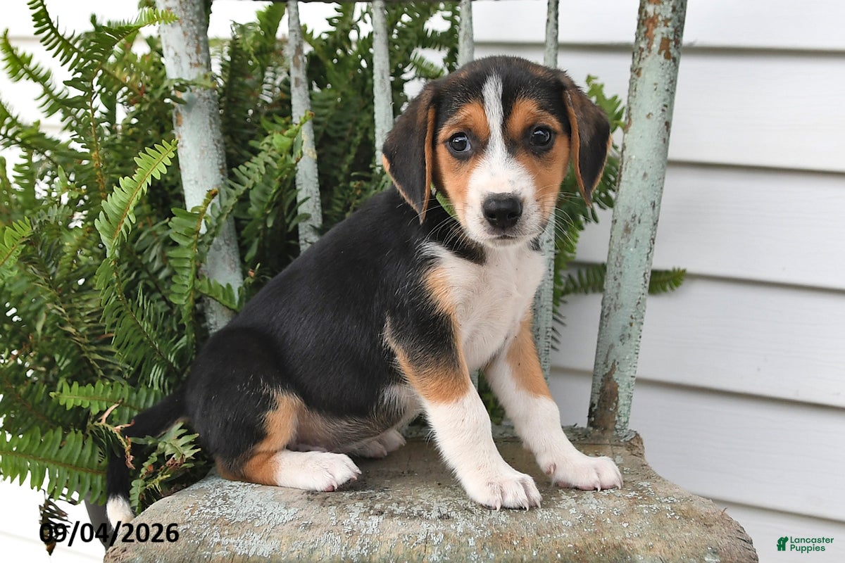 Beagle dogs Rosie - Ad 1