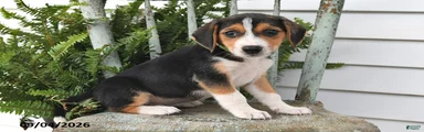Rosie