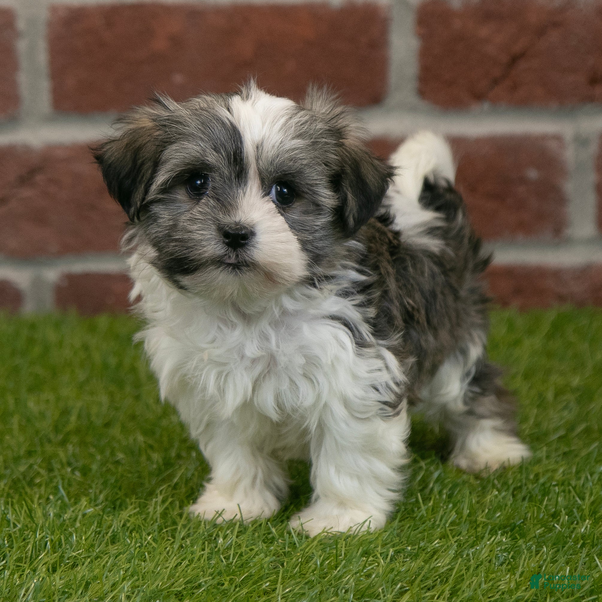Havanese dogs Izzy - Ad 6
