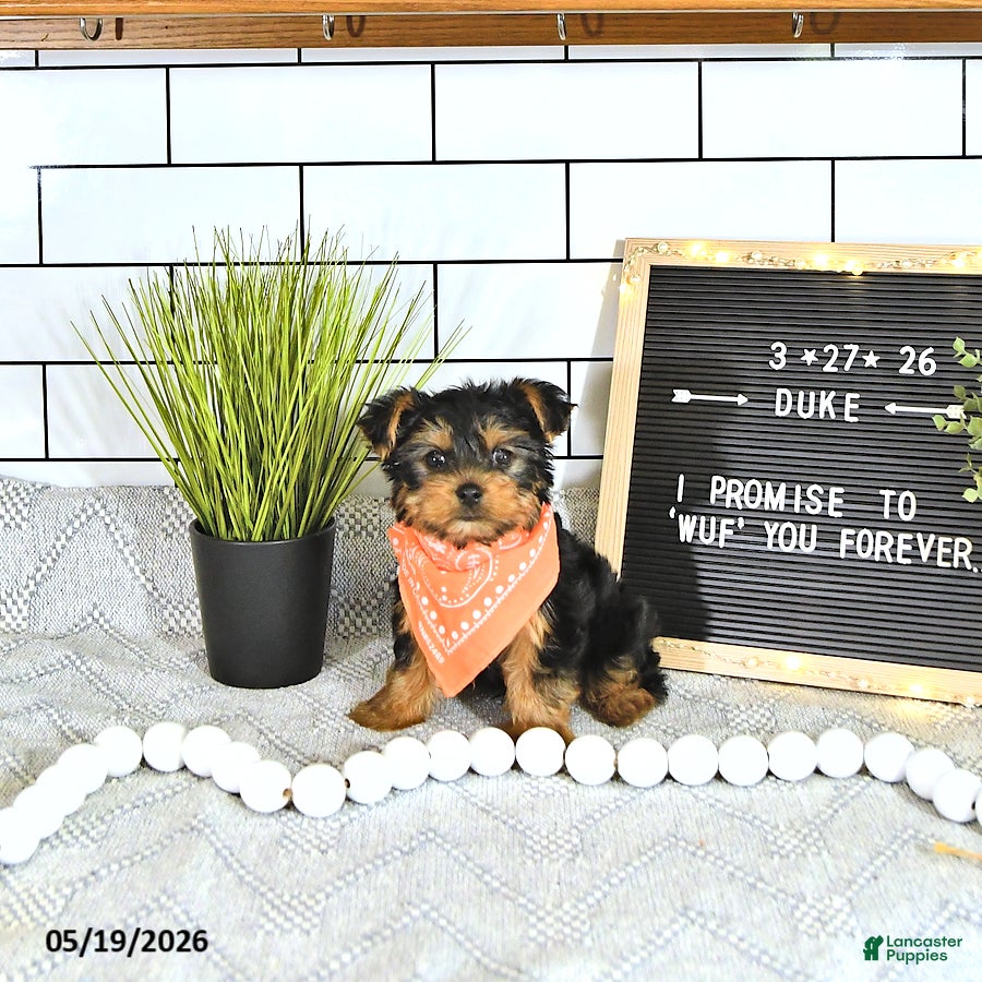 Yorkshire Terrier dogs Duke - Ad 1