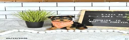 Yorkshire Terrier dogs for sale: Duke - Ad 10
