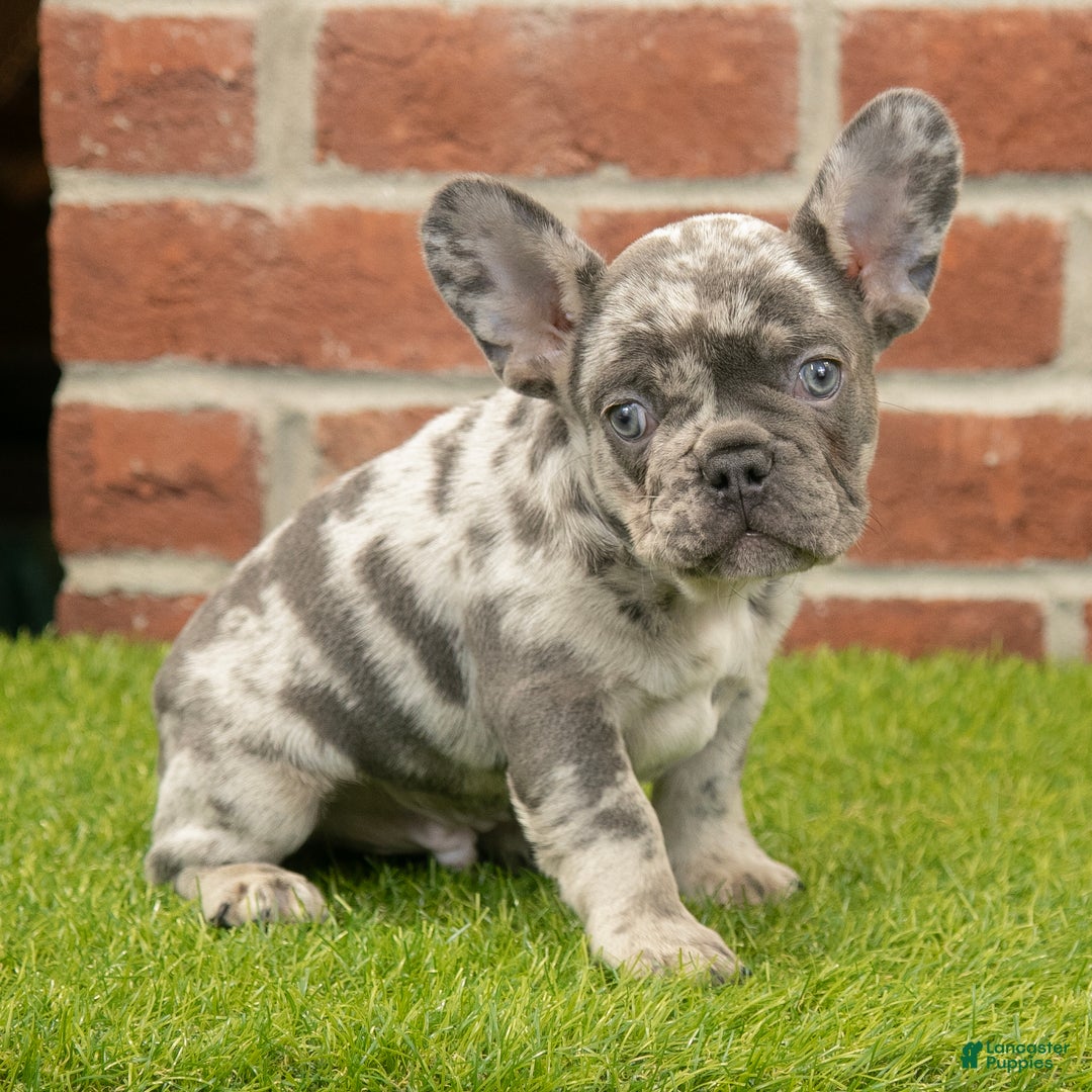 French Bulldog dogs for sale: Diesel - Ad 2