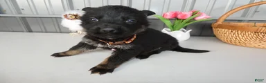 German Shepherd Puppy 7 Rye