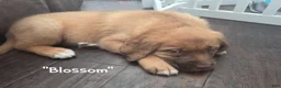 Mixed Breed dogs for sale: "Blossom" - St. Bermastiff  - Ad 3