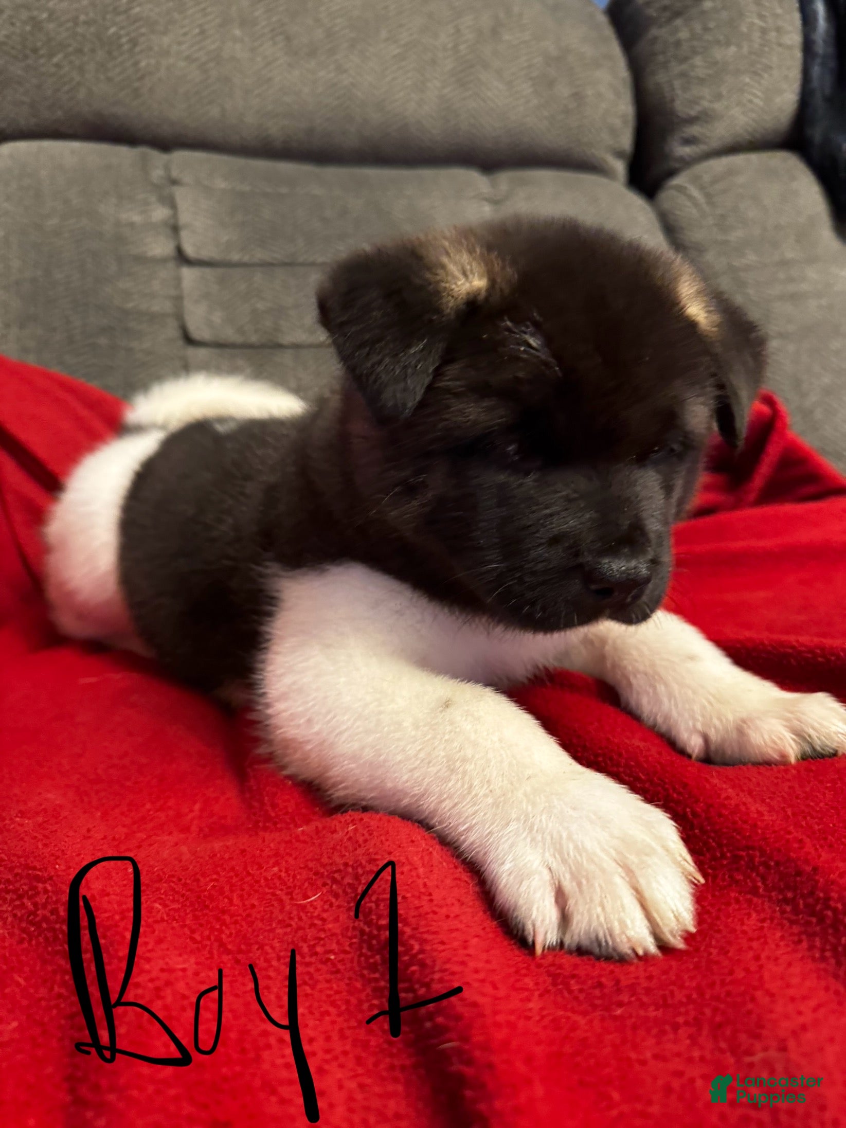 Akita dogs Akita Puppy 1 - Ad 7