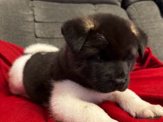 Akita dogs Akita Puppy 1 - Ad 23