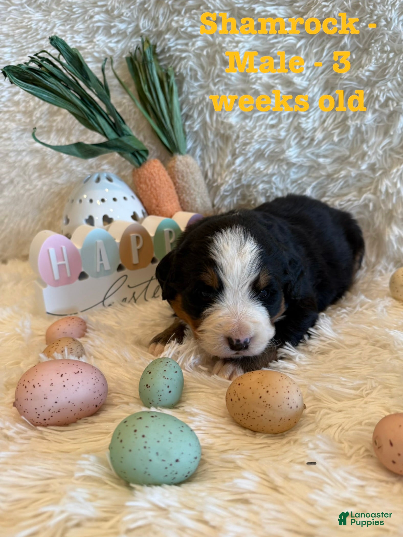 Bernese Mountain Dog dogs Shamrock - Ad 8