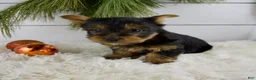Yorkshire Terrier dogs for sale: Cameron - Ad 3