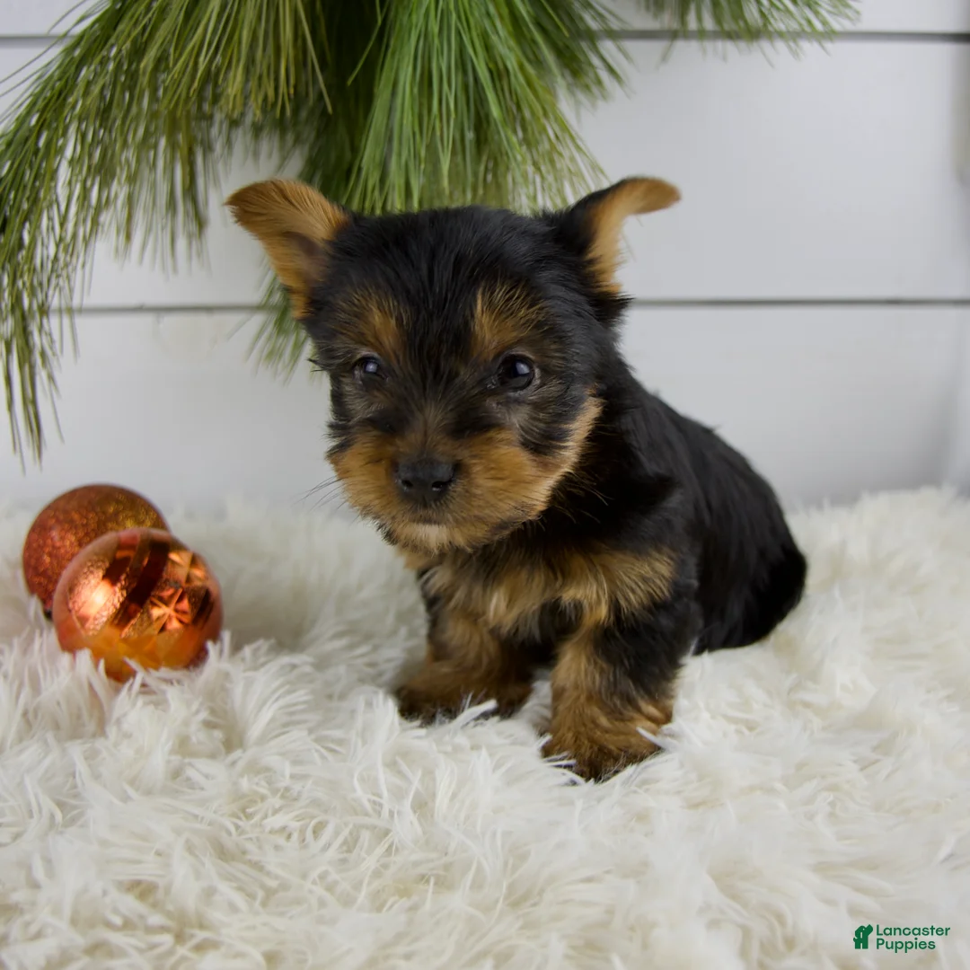 Yorkshire Terrier dogs for sale: Cameron - Ad 3