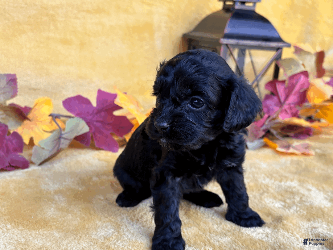 Cockapoo dogs for sale: Amber - Ad 9