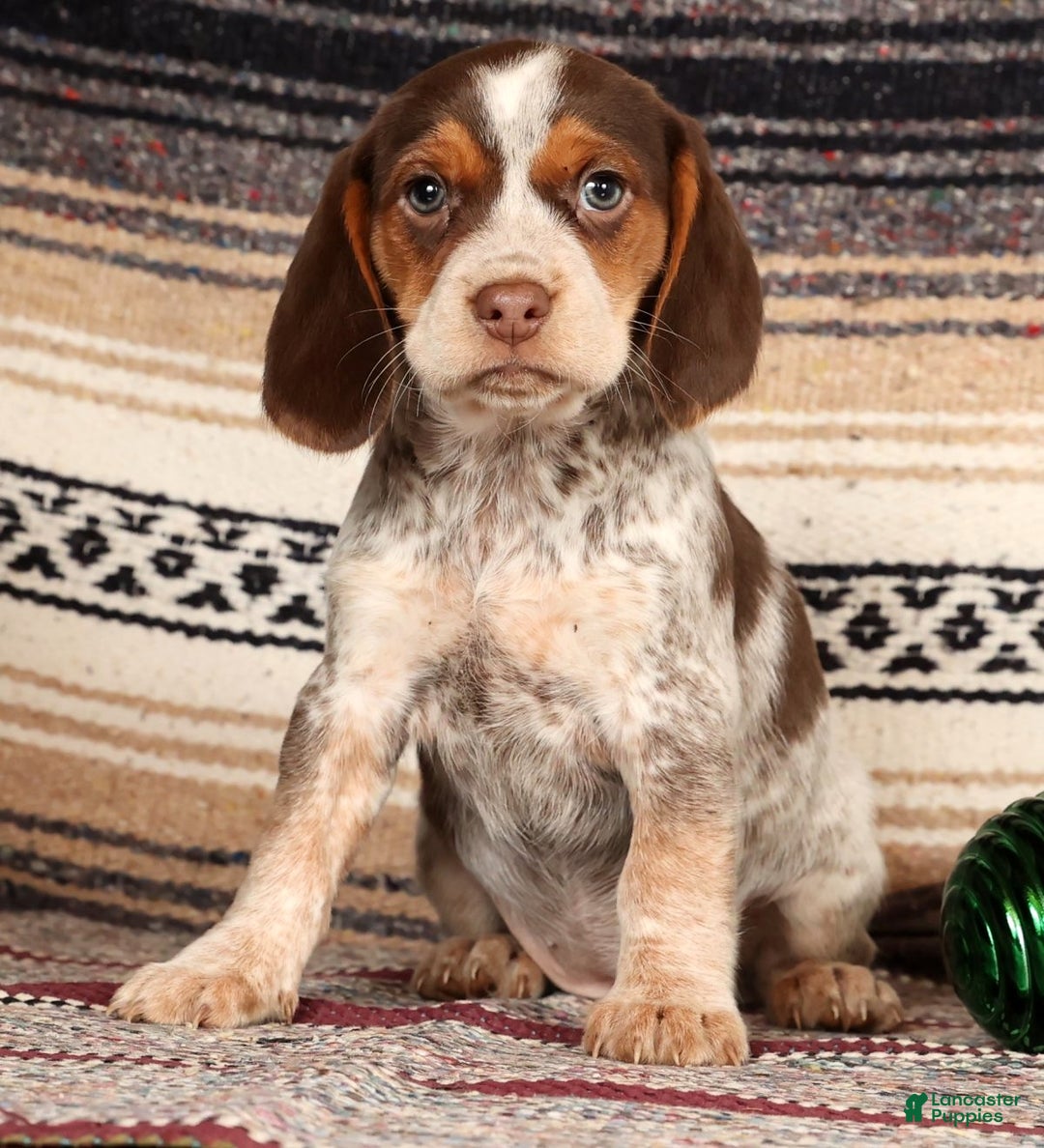 Beagle dogs for sale: Molly - Ad 2