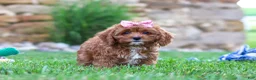 Cavapoo dogs for sale: Sophie - Ad 4