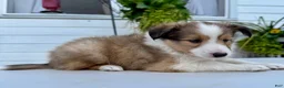 Shetland Sheepdog dogs for sale: Ranger  - Ad 3
