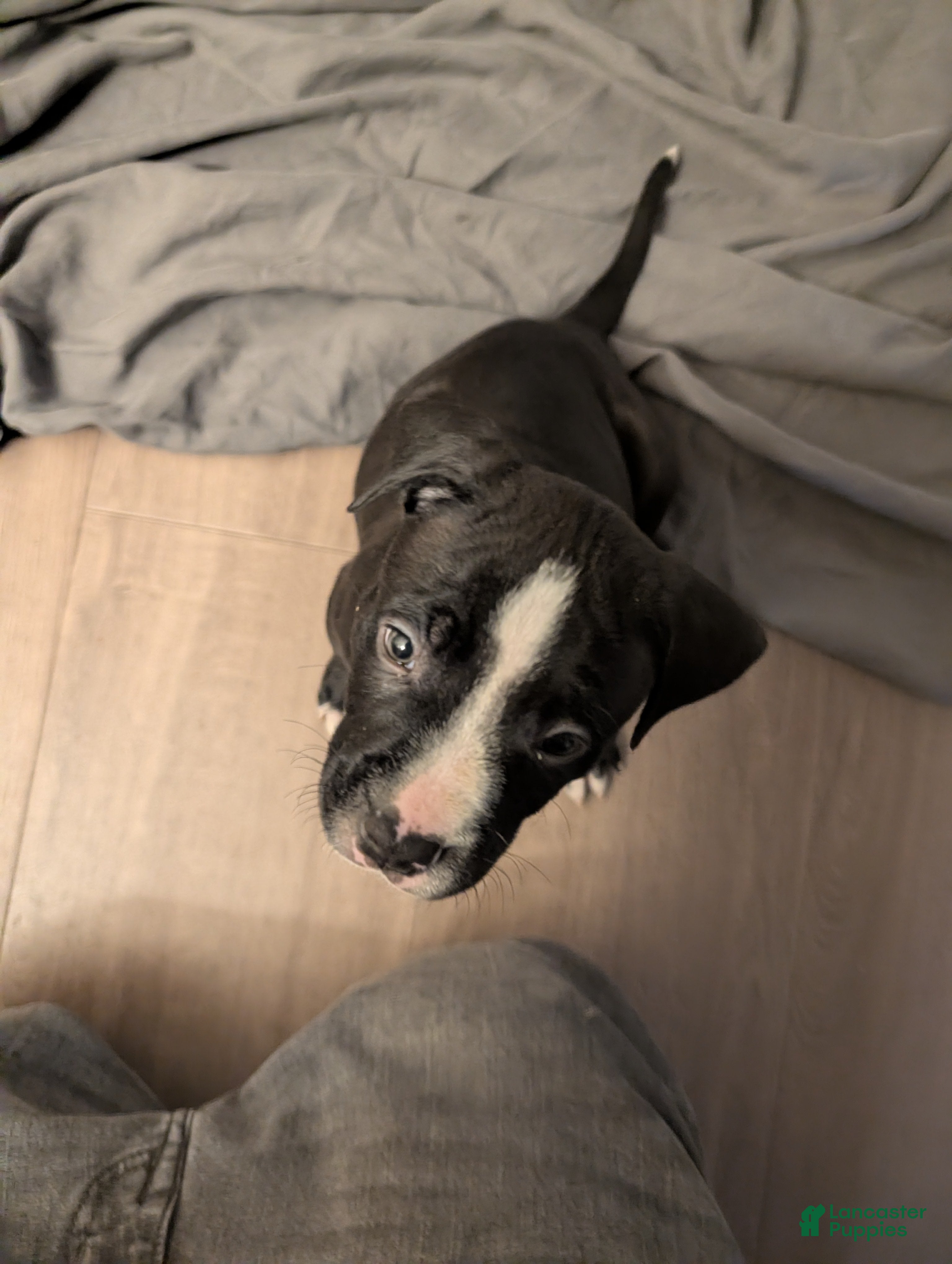 American Pit Bull Terrier dogs Bubba - Ad 27