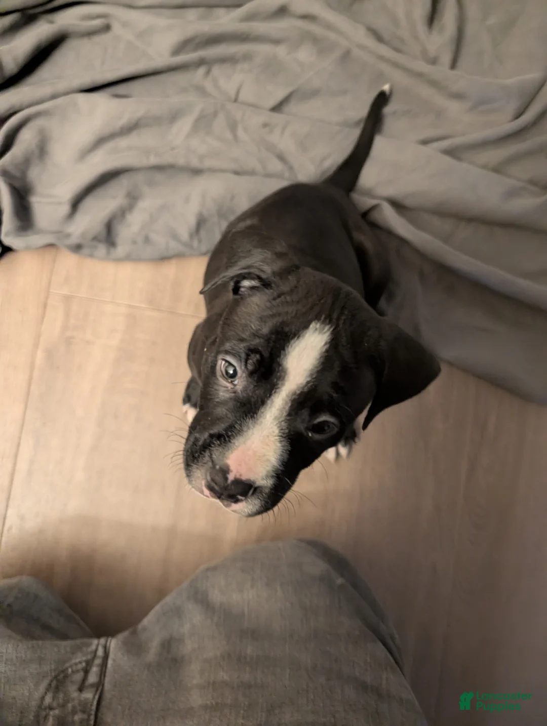 American Pit Bull Terrier dogs for sale: Bubba - Ad 1