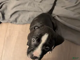 American Pit Bull Terrier dogs Bubba - Ad 27