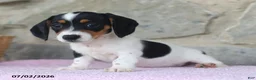 Miniature Dachshund dogs for sale: Carrie - Ad 4