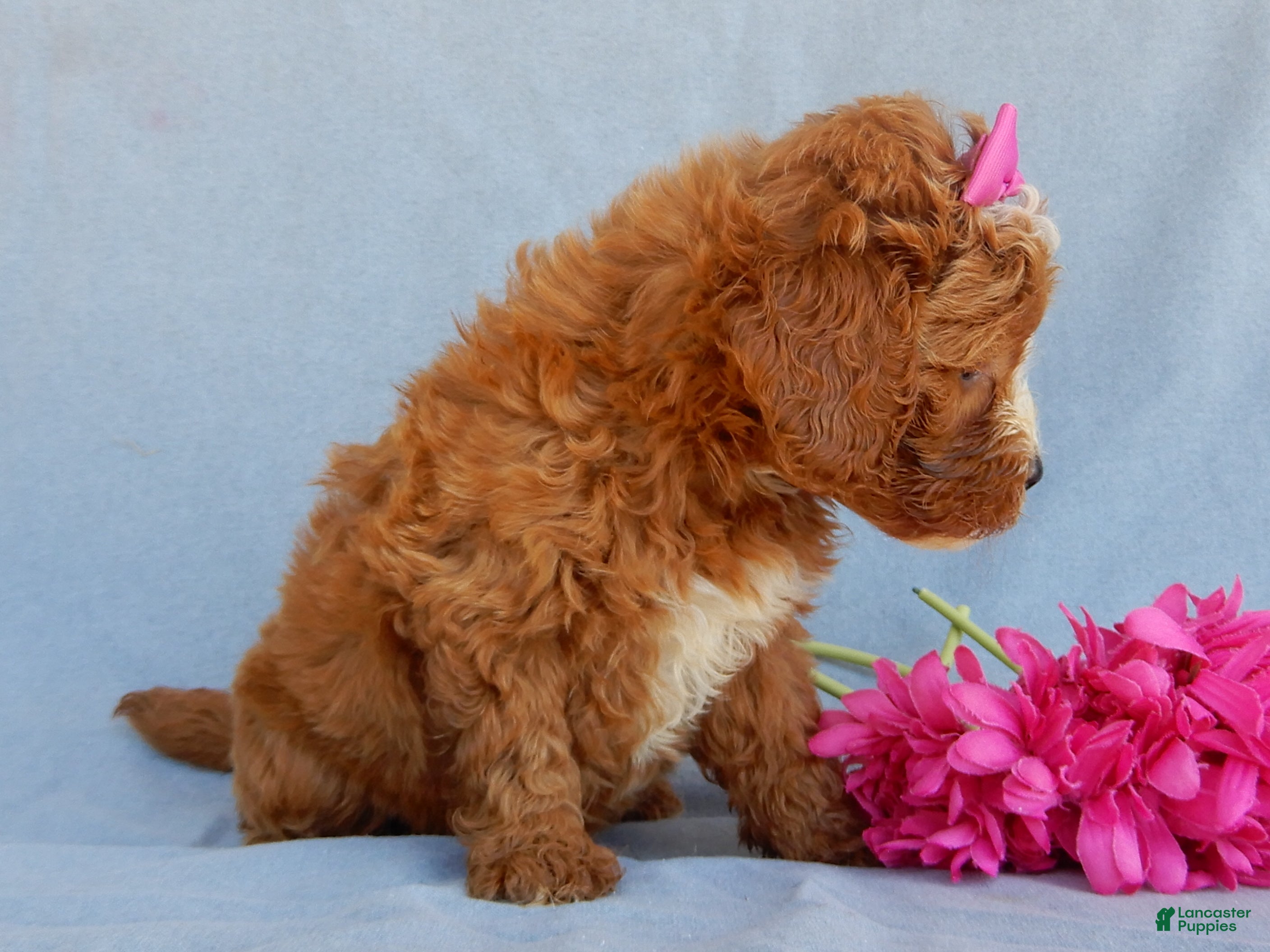 Mini Goldendoodle dogs Jane - Ad 2