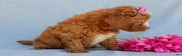 Mini Goldendoodle dogs for sale: Jane - Ad 2