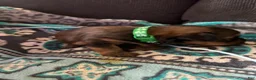 Yorkshire Terrier dogs for sale: Princess Luna green color - Ad 4