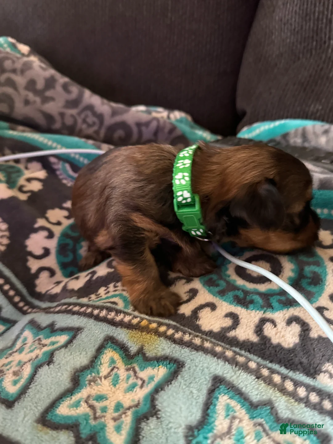 Yorkshire Terrier dogs for sale: Princess Luna green color - Ad 4