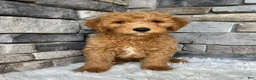 Cavapoo dogs for sale: Darcy  - Ad 8