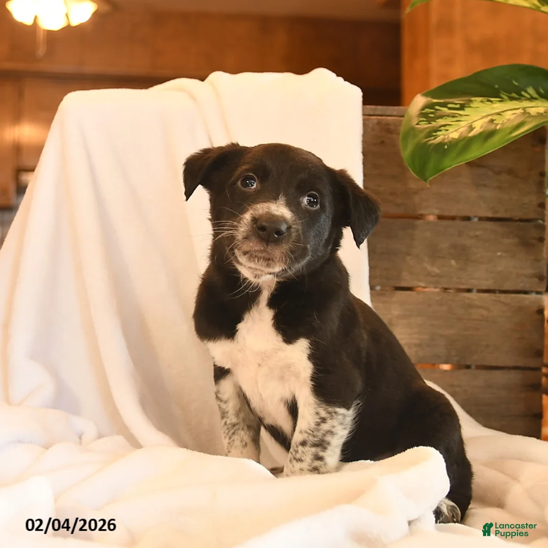 Mixed Breed dogs for sale: Newton  - Ad 3