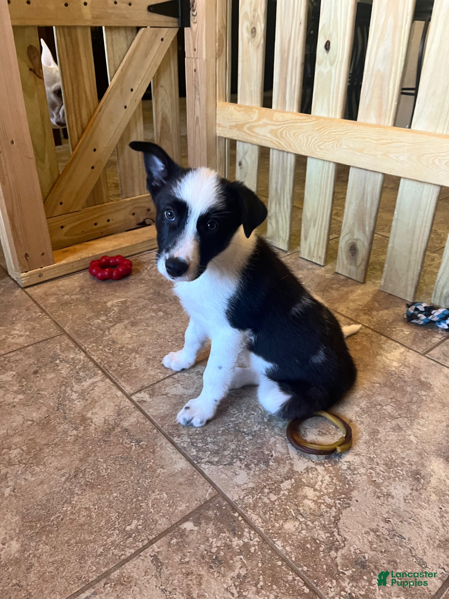 Mixed Breed dogs Junior - Ad 39