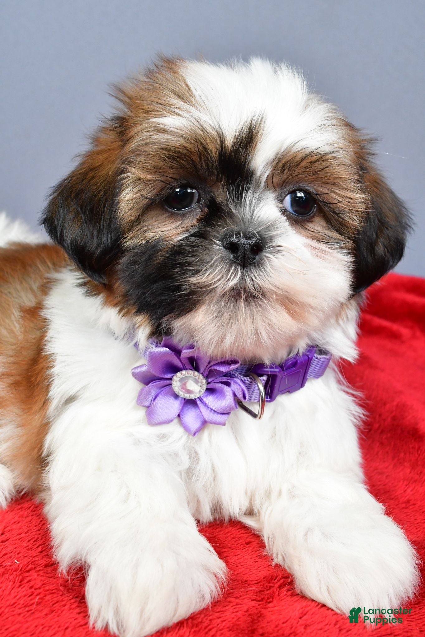 Shih Tzu dogs Liza - Ad 2
