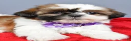 Shih Tzu dogs for sale: Liza - Ad 2