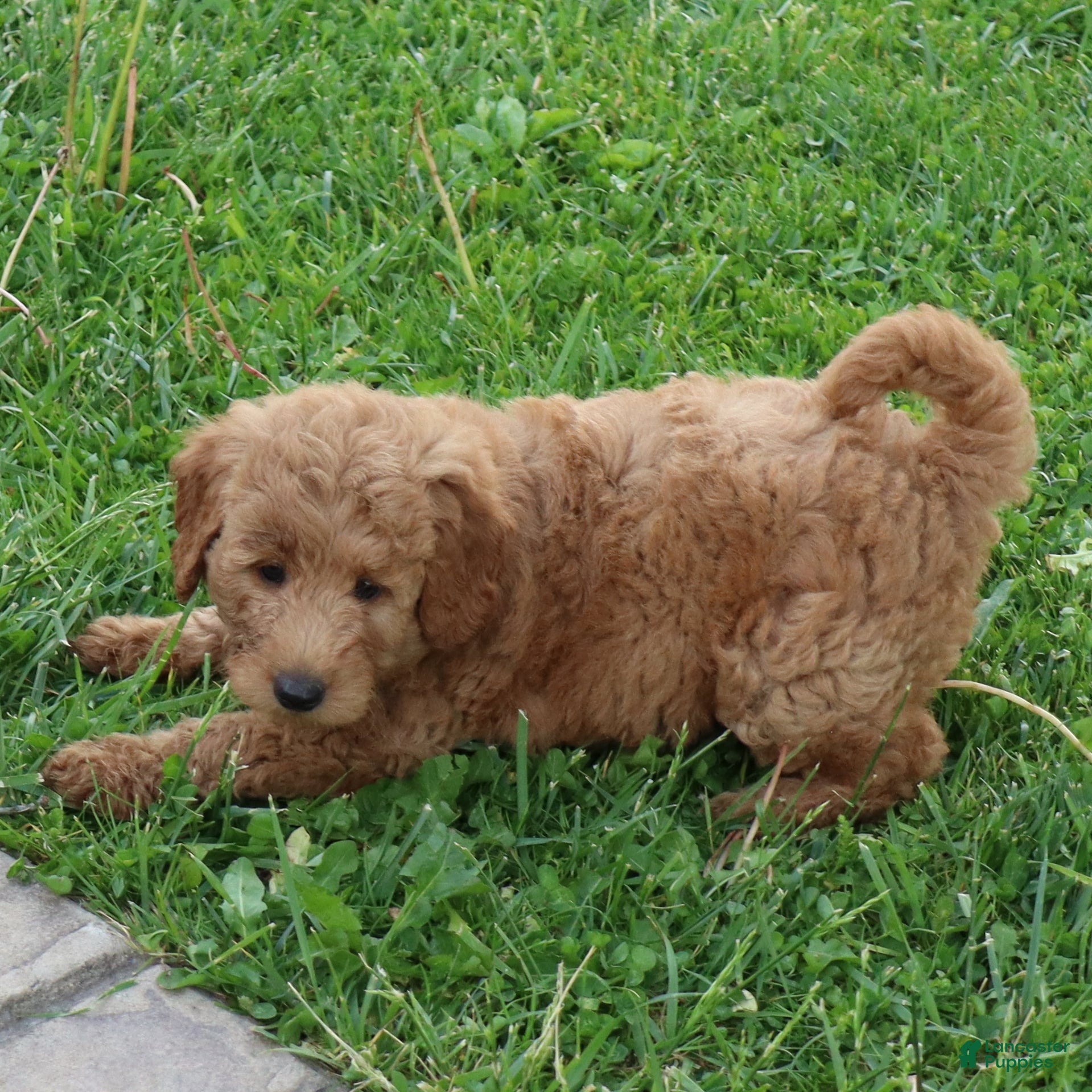 Mini Goldendoodle dogs Brock - Ad 1