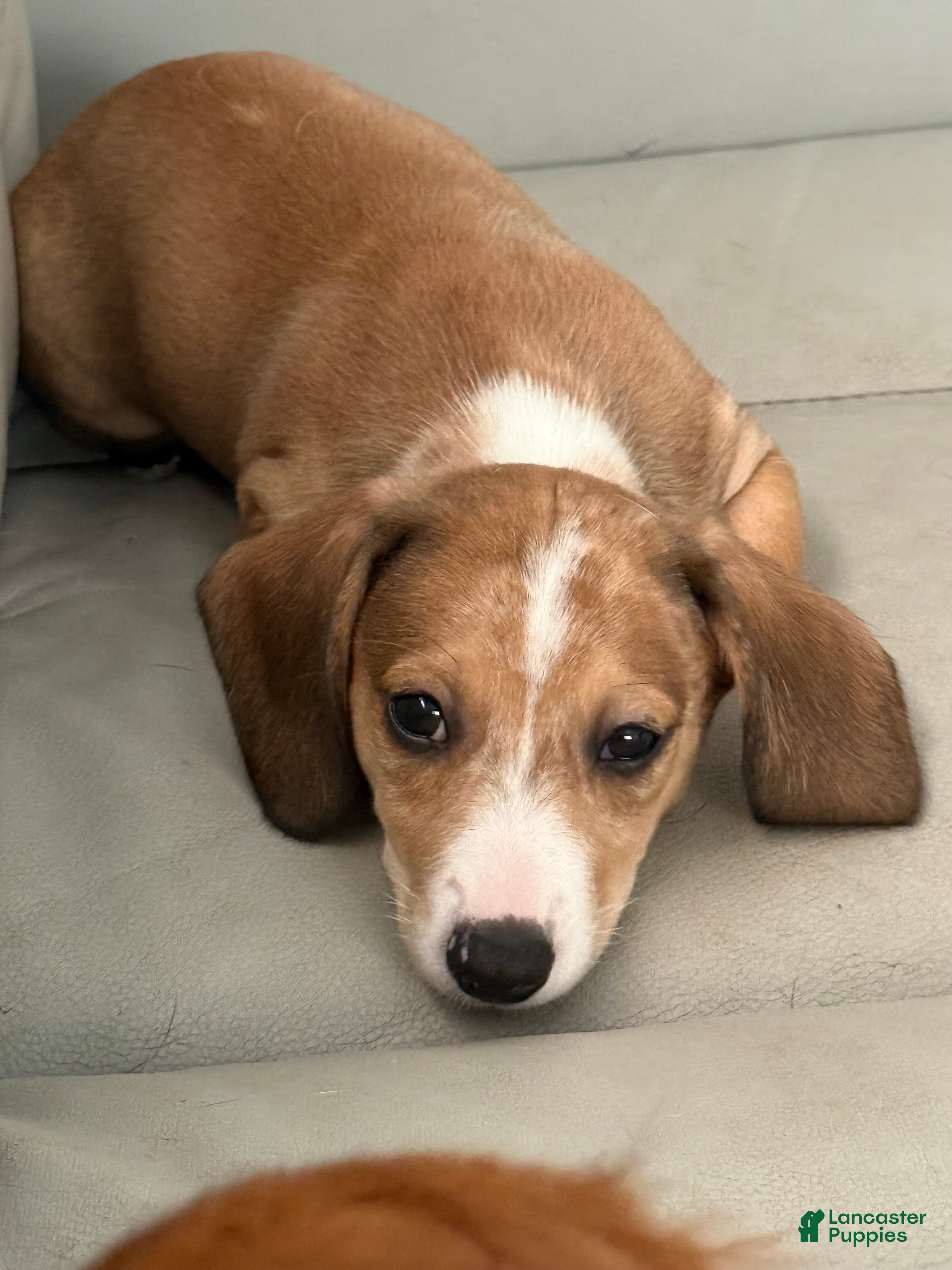 Mixed Breed dogs Bruce - Ad 2