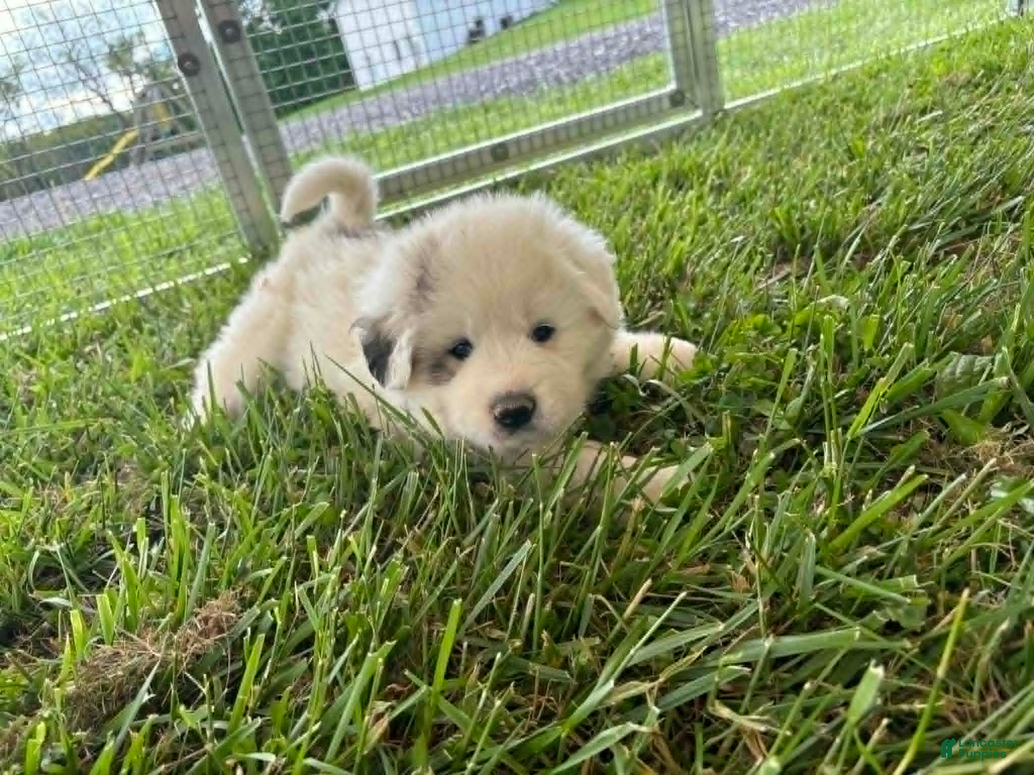Great Pyrenees dogs Great Pyrenees Puppy 3 Yellow - Ad 9