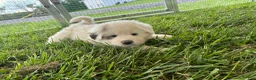 Great Pyrenees dogs for sale: Great Pyrenees Puppy 3 Yellow - Ad 1