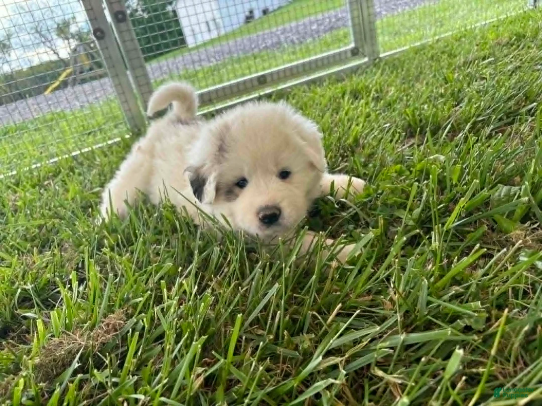 Great Pyrenees dogs for sale: Great Pyrenees Puppy 3 Yellow - Ad 1