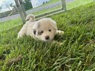 Great Pyrenees dogs Great Pyrenees Puppy 3 Yellow - Ad 23