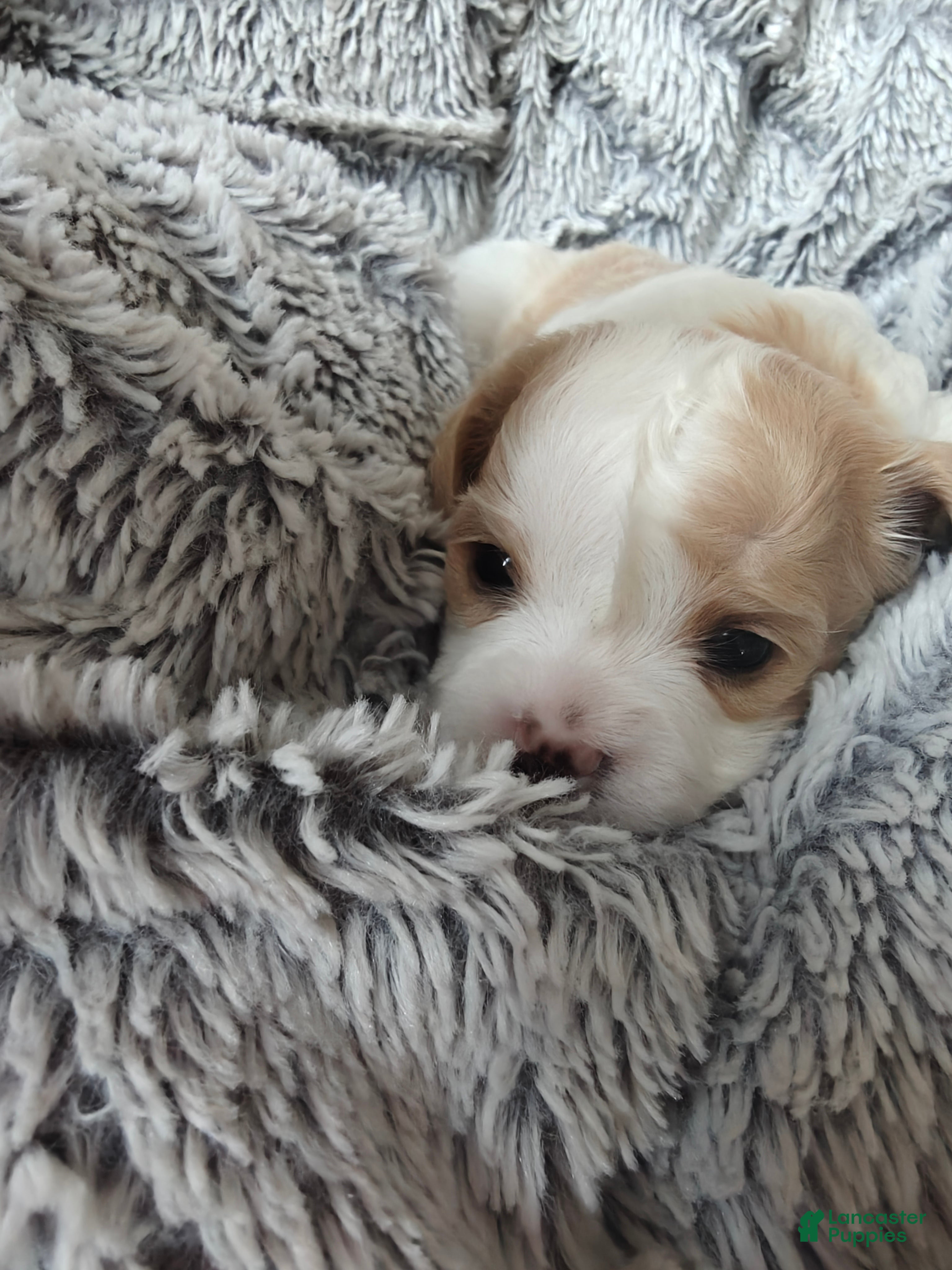Mixed Breed dogs for sale: Pancake - Ad 4
