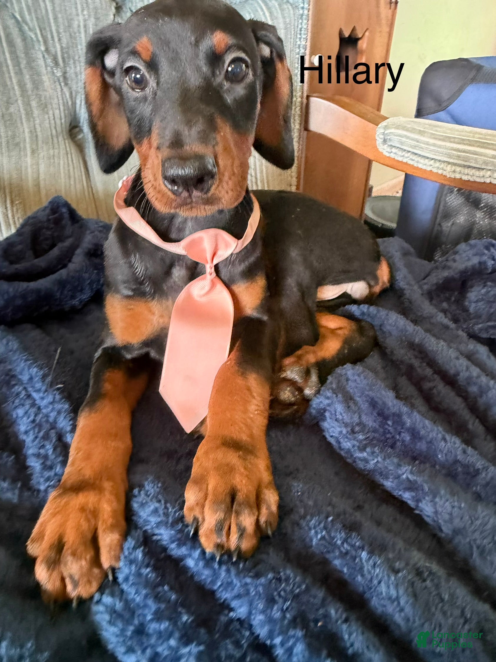 Doberman Pinscher dogs Doberman Pinscher 7 - Ad 1